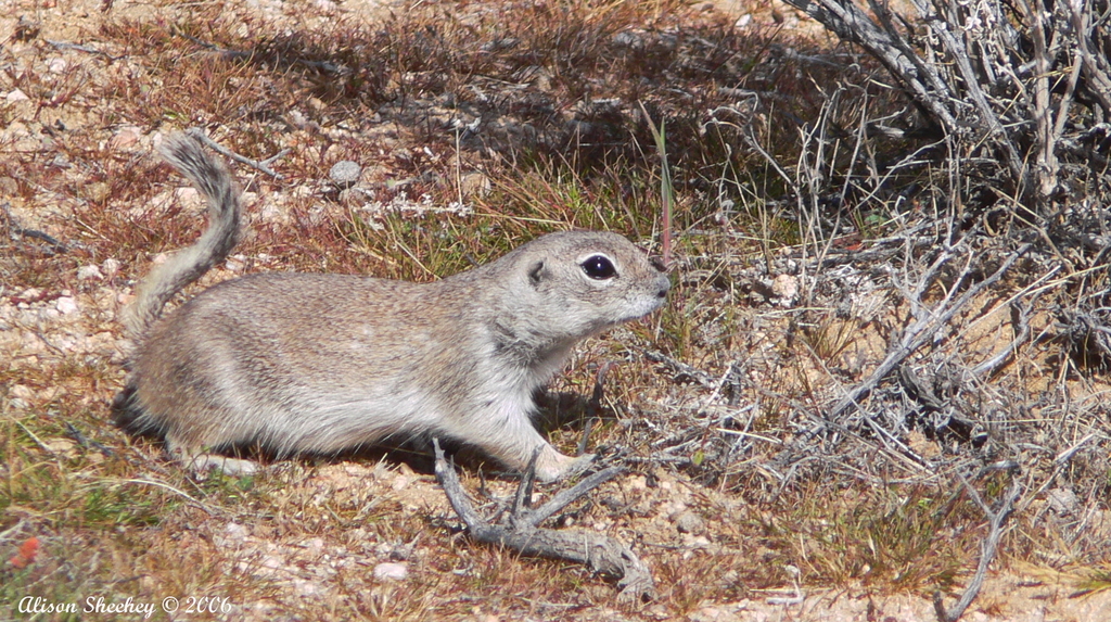 California | Defenders of Wildlife